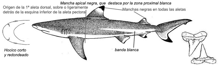 Carcharhinus melanopterus_10.jpg